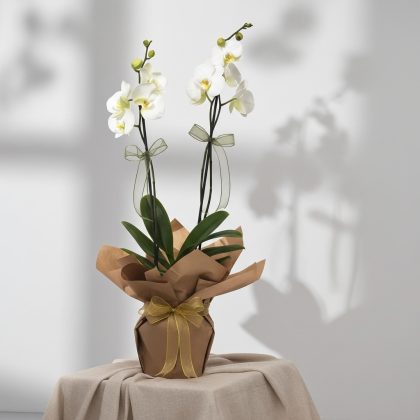 2'Li Beyaz Orkide Saksıda