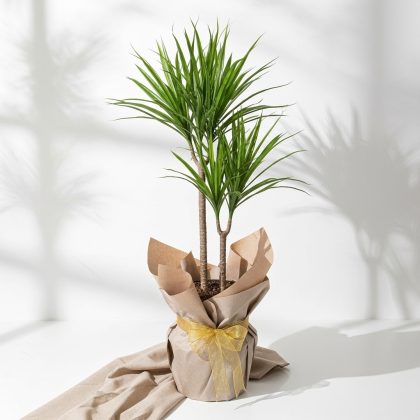 Çift Dal Margenta Saksıda