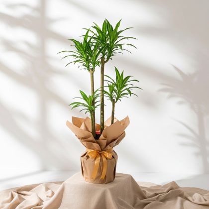 Dört Dal Massengena (Dracaena) Saksıda