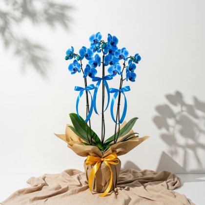 Üç Dal Mavi Orkide Saksıda