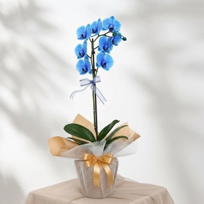 Tek Dal Mavi Orkide Saksıda