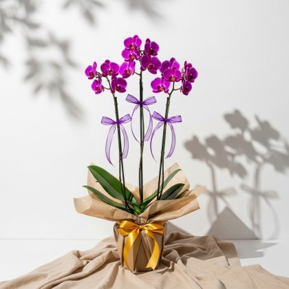 Üç Dal Mor Orkide Saksıda