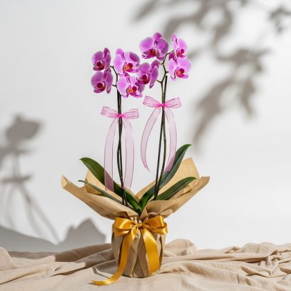 2'Li Pembe Orkide Saksıda