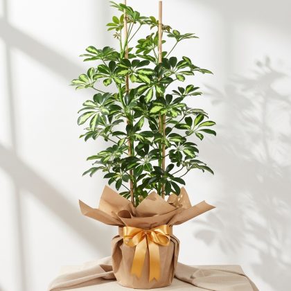 Çift Dal Schefflera Saksıda