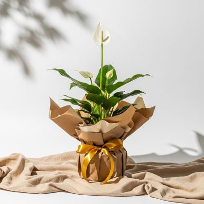 Spathiphyllum Saksıda