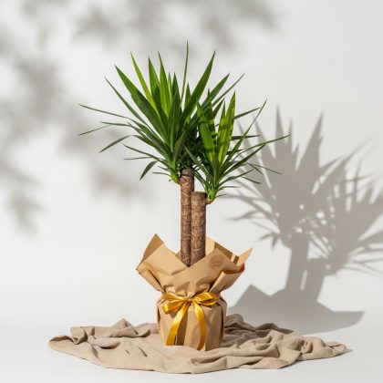 2'Li Yucca Saksıda