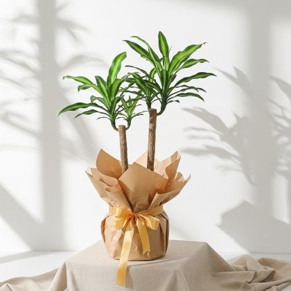 2'Li Massengena (Dracaena)